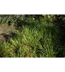Gelblaubige Garten-Marbel - Luzula sylvatica 'Wintergold'