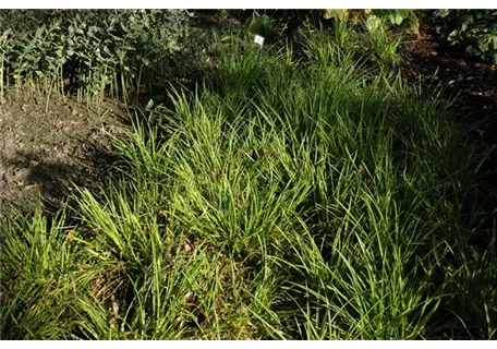 Luzula sylvatica 'Marginata' - Gelbrandige Garten-Marbel