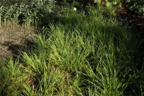 Gelbrandige Garten-Marbel - Luzula sylvatica 'Marginata'