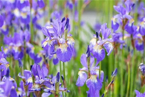 Iris sibirica, Bartlose WiesenSchwertlilie Semper Verde