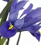 Verschiedenfarbige Sumpf-Schwertlilie - Iris versicolor