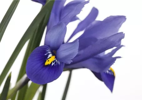 Iris versicolor - Verschiedenfarbige Sumpf-Schwertlilie
