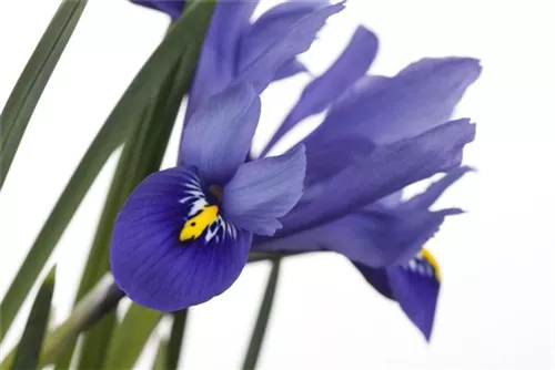 Verschiedenfarbige Sumpf-Schwertlilie - Iris versicolor