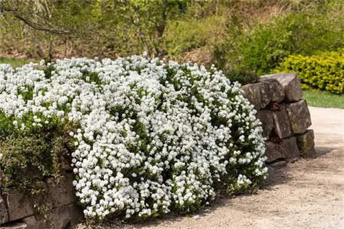 Iberis sempervirens 'Snowflake', Immergrüne GartenSchleifenblume