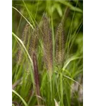 Garten-Federborstengras - Pennisetum alopecuroides 'Compressum'