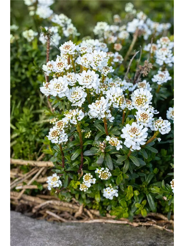 43+ Immergrüne Garten Schleifenblume, Die immergrüne schleifenblume