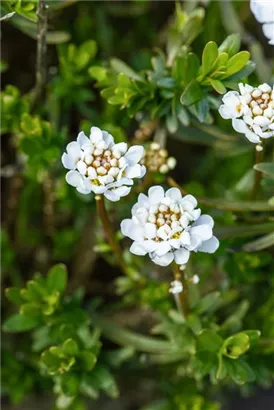 Iberis sempervirens 'Zwergschneeflocke', Immergrüne Garten
