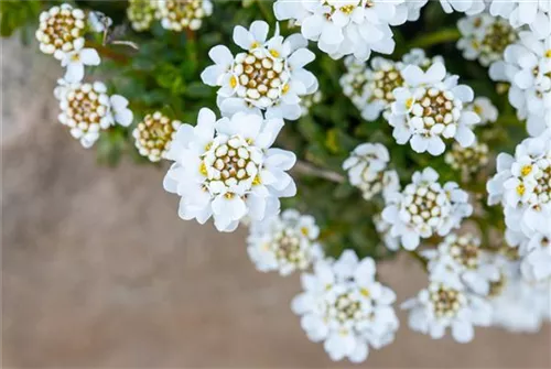 Iberis sempervirens 'Zwergschneeflocke', Immergrüne Garten