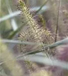 Garten-Federborstengras - Pennisetum alopecuroides 'Hameln'