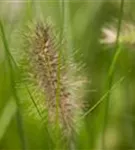 Garten-Federborstengras - Pennisetum alopecuroides 'Little Bunny'