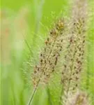 Garten-Federborstengras - Pennisetum alopecuroides 'Hameln'