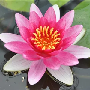 Nymphaea x cult.&#39;Attraction&#39;