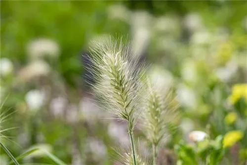Garten-Federborstengras - Pennisetum alopecuroides 'Little Bunny'