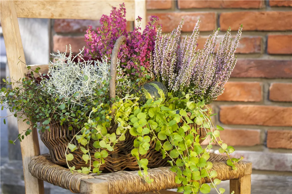 1 x Nummularia lysimachia Pfennigkraut Bodendecker/Stauden 