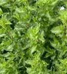 Krause Garten-Minze - Mentha spicata 'Crispa'