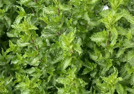 Mentha spicata 'Crispa' - Krause Garten-Minze