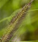 Garten-Federborstengras - Pennisetum alopecuroides var.viridescens