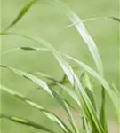 Garten-Federborstengras - Pennisetum alopecuroides var.viridescens