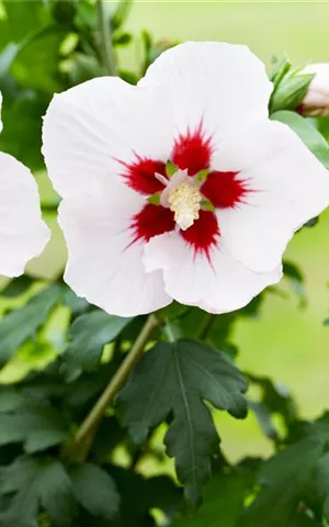 Hibiscus syriacus 'Shintaeyang'