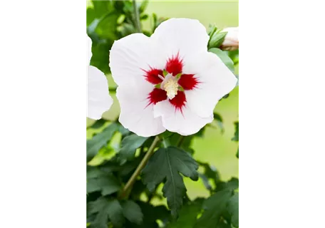 Hibiscus syriacus 'Shintaeyang' - 