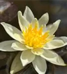 Garten-Seerose - Nymphaea x cult.'Marliacea Chromatella'