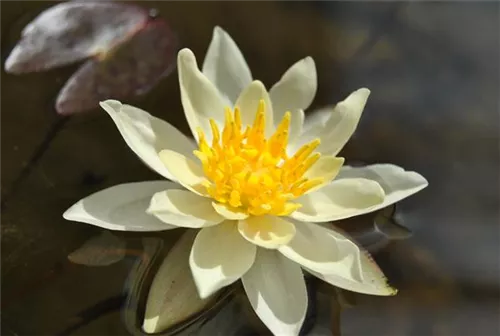 Garten-Seerose - Nymphaea x cult.'Marliacea Chromatella'