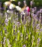 Echter Lavendel - Lavandula angustifolia