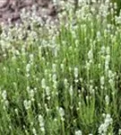 Weißblühender Garten-Lavendel - Lavandula angustifolia 'Alba'