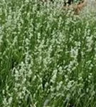Weißblühender Garten-Lavendel - Lavandula angustifolia 'Alba'