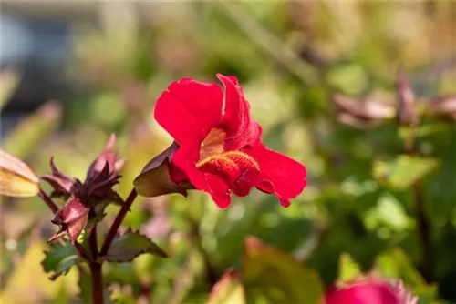 Blumixx Stauden Mimulus 'Roter Kaiser' – Feuerrote Gauklerblume, Ideal Für Teichrand & Feuchte Beete, Winterhart, 0,5L Topf