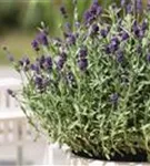 Zwergiger Garten-Lavendel - Lavandula angustifolia 'Dwarf Blue'