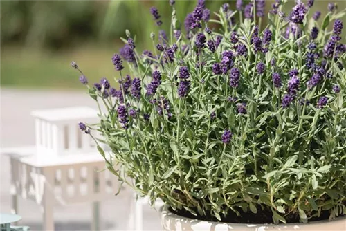 Zwergiger Garten-Lavendel - Lavandula angustifolia 'Dwarf Blue'
