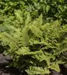 Weicher Schildfarn - Polystichum setiferum