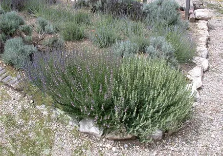 Lavandula angustifolia 'Grappenhall' - Bastard-Garten-Lavendel