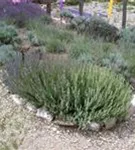 Bastard-Garten-Lavendel - Lavandula angustifolia 'Grappenhall'
