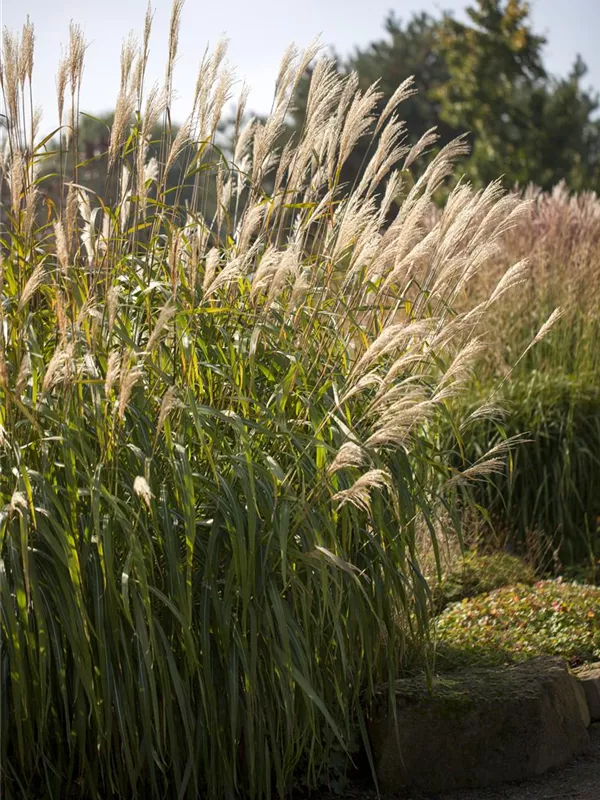 Miscanthus sinensis 'Adagio', GartenChinaschilf, GartenLandschilf