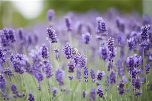 Garten-Lavendel - Lavandula angustifolia 'Hidcote Blue' gen.