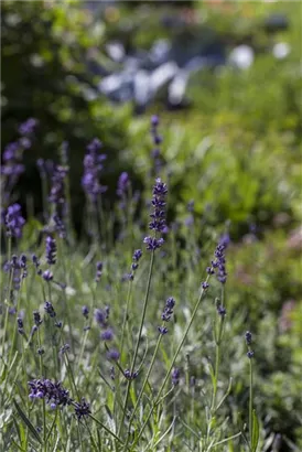 Garten-Lavendel - Lavandula angustifolia 'Hidcote Blue' gen.