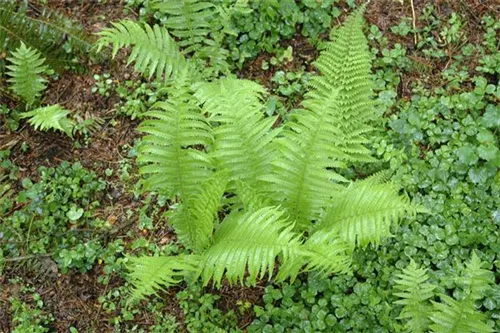 Schmaler Garten-Filigranfarn - Polystichum setiferum 'Proliferum'