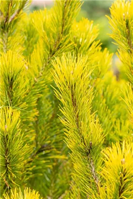 Berg-Kiefer 'Winter Gold' - Pinus mugo 'Wintergold' - Bonsai