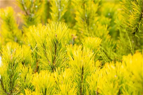 Berg-Kiefer 'Winter Gold' - Pinus mugo 'Wintergold' - Bonsai