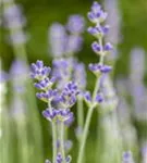 Blauviolettblühender Lavendel - Lavandula angustifolia 'Munstead'