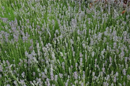 Blauviolettblühender Lavendel - Lavandula angustifolia 'Munstead'
