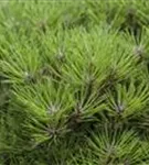 Schwarzkiefer 'Marie Bregeon' -R- - Pinus nigra 'Marie Bregeon' -R-
