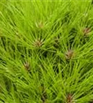 Schwarzkiefer 'Marie Bregeon' -R- - Pinus nigra 'Marie Bregeon' -R-