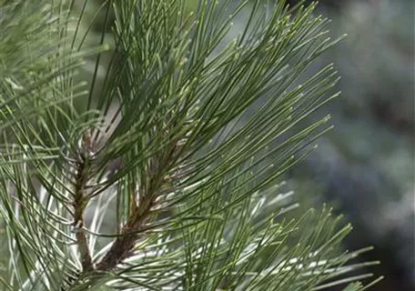 Pinus nigra 'Nana' - Strauch-Schwarzkiefer