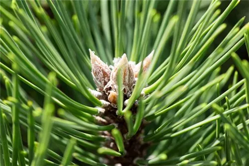 Strauch-Schwarzkiefer - Pinus nigra 'Nana'