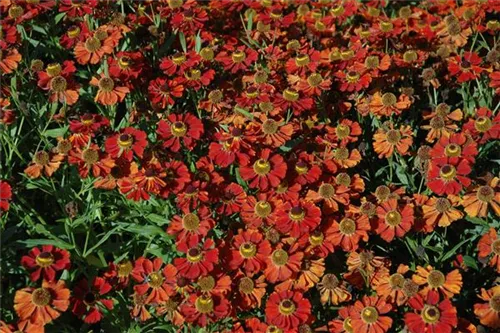 Garten-Sonnenbraut - Helenium x cult.'Moerheim Beauty'