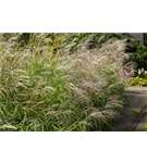Garten-Chinaschilf, Garten-Landschilf - Miscanthus sinensis 'Silberfeder'