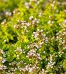 Garten-Dost - Origanum vulgare 'Thumbles'